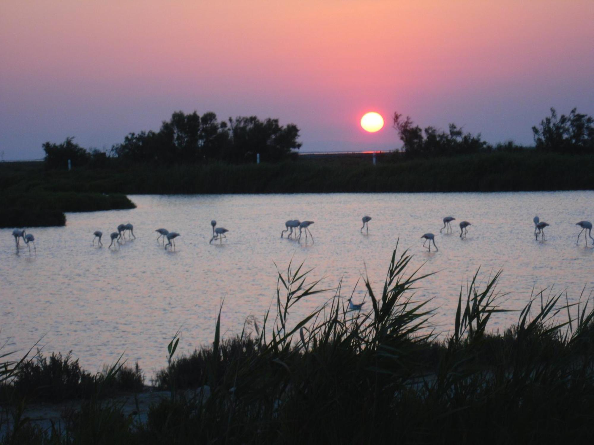 Chambre Les Flamants, Avec Vue Imprenable Sur Les Etangs, Les Oiseaux, La Nature, Petit Dejeuner Compris Сент-Мари-де-ла-Мер Экстерьер фото